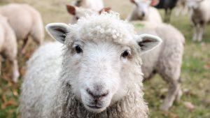 schapen