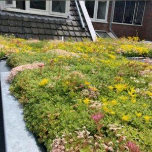 sedum dak