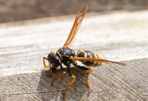 insecten-waarnemen
