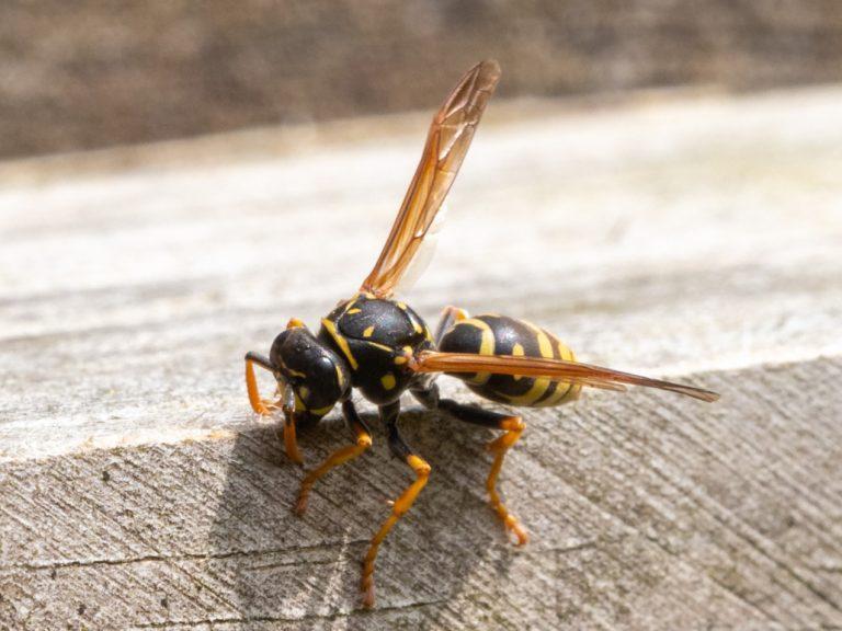 insecten-waarnemen