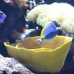 biodiversiteit