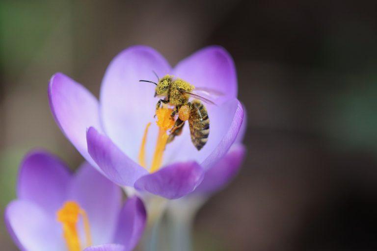 krokus bee 6047004 Annette Meyer kl