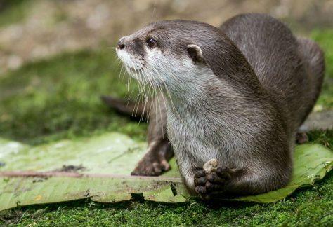otter-in-nederland