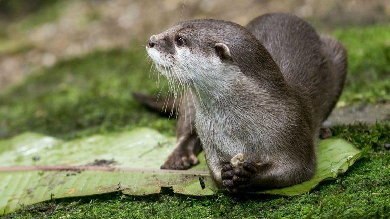 otter-in-nederland