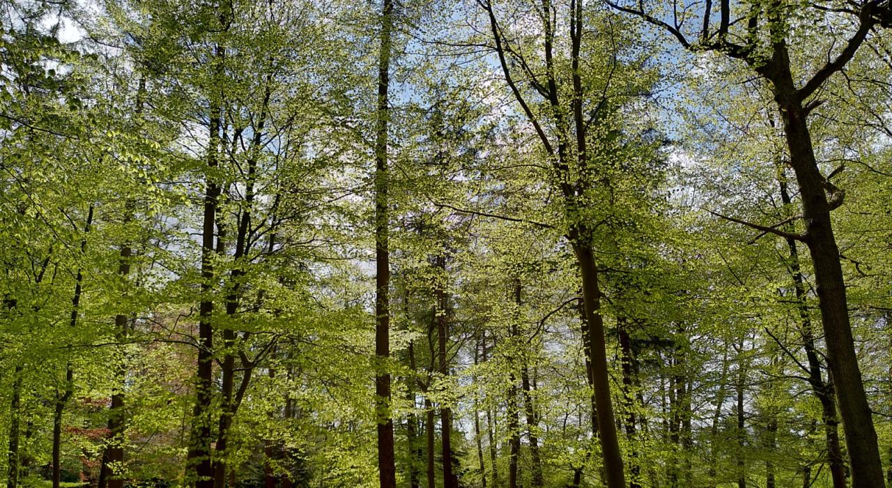 kranenkamp