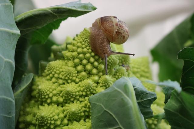 romanesco met slak