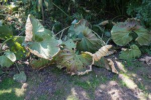 Petasites hybrydus / droogteschade