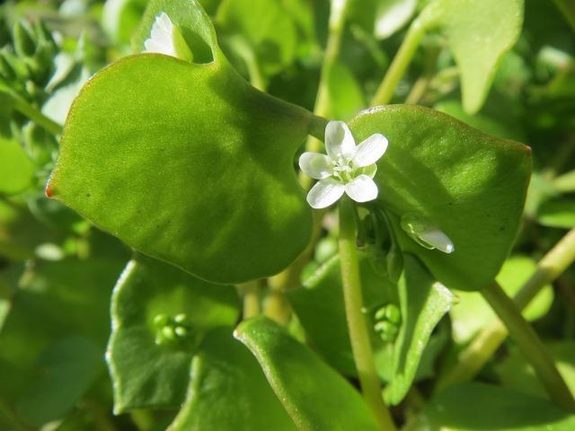 winterpostelein bloem