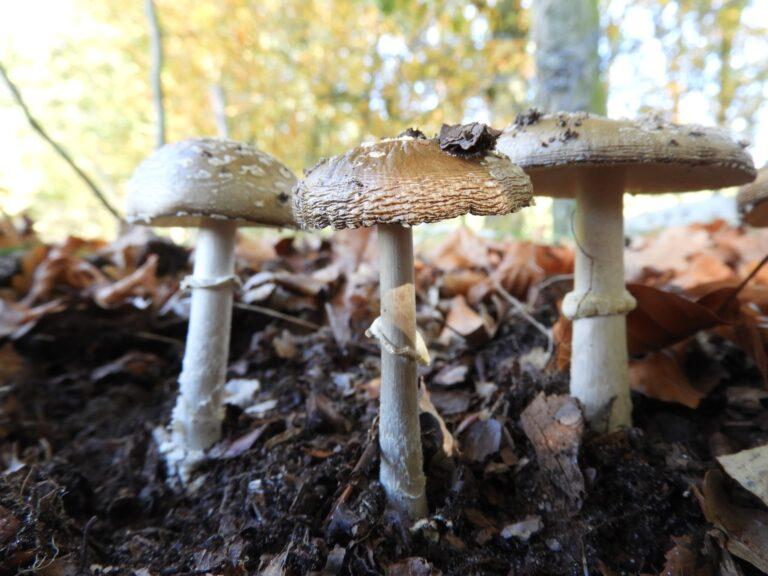paddenstoelen excursie Apeldoorn