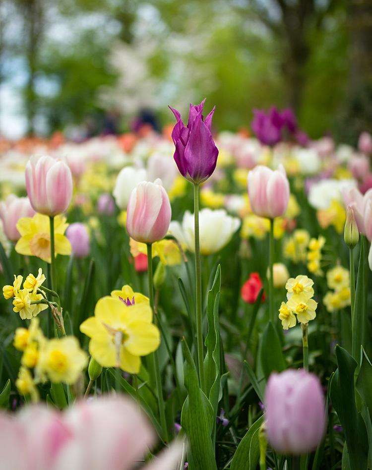 bloembollen-voorjaar-bloemen