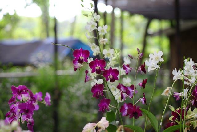DCDeventer Orchideeen Lezing Foto van Alief Baldwin via