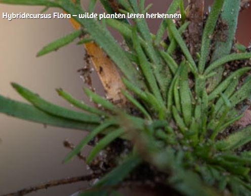 hybridecursus