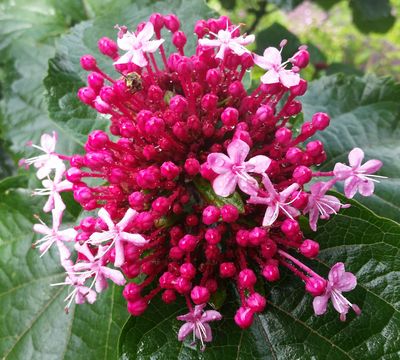 open tuinen bloem