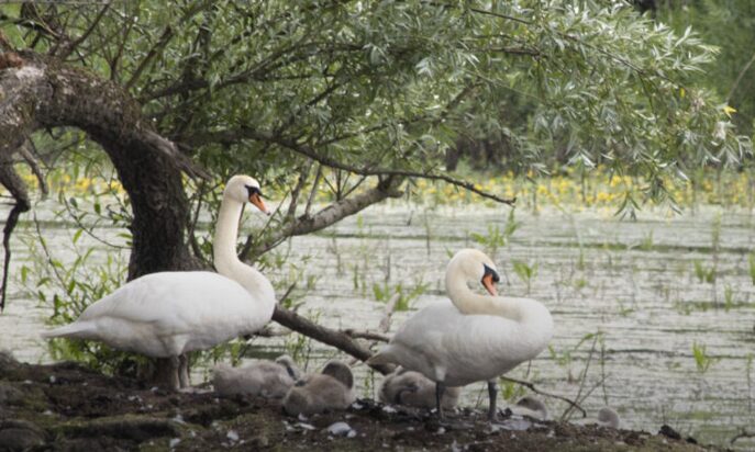bloed zweet en zwanen
