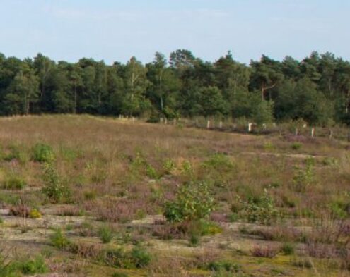 gorsselse heide