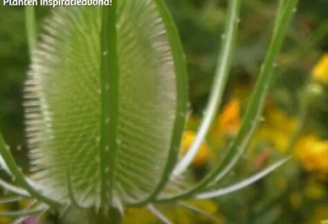 planten