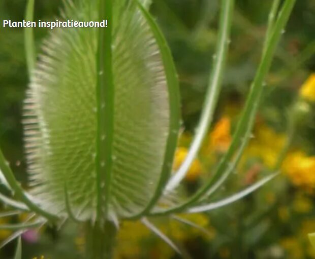 planten