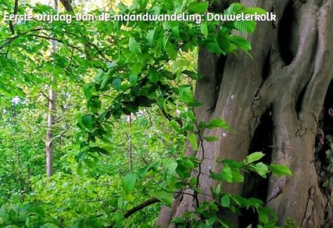 douwelerkolk