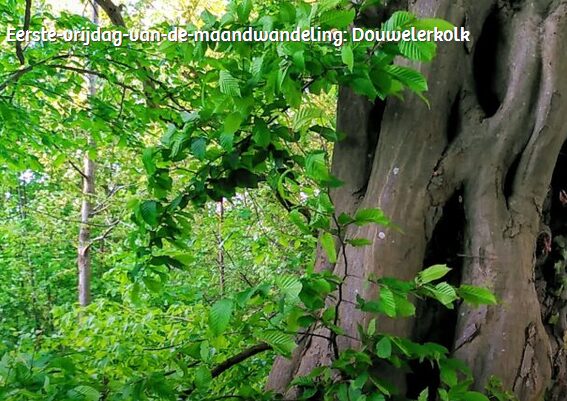 douwelerkolk