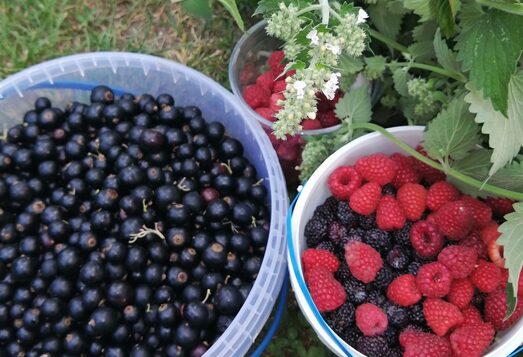 fruit