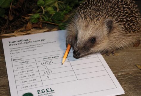egel telling