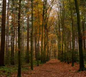 Bannink mec thumb 300 268