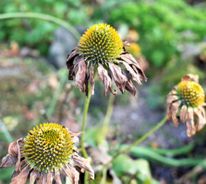 droogte in de tuin
