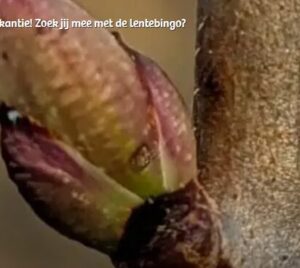 bingo mec thumb 300 268