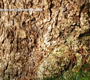 boomplanten mec thumb 300 268