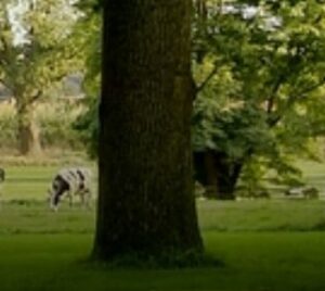 cursus mec thumb 300 268