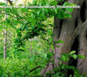 douwelerkolk