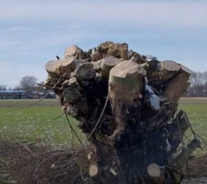 knotwilg mec thumb 300 268