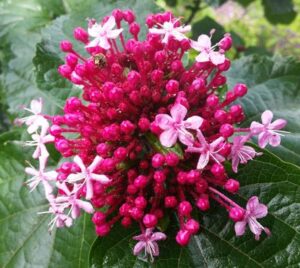 open tuinen bloem mec thumb 300 268