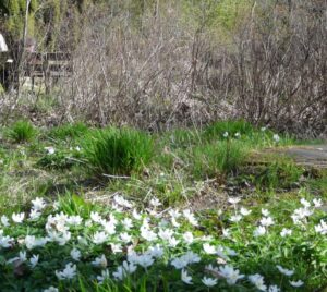 natuur rondom arnhem