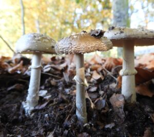paddenstoelen excursie Apeldoorn