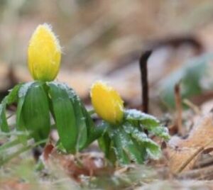 plantentelling mec thumb 300 268