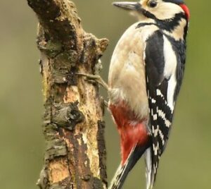 specht mec thumb 300 268