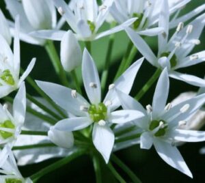 stinz mec thumb 300 268