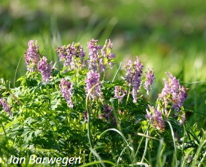 voorjaarscursus mec thumb 300 268